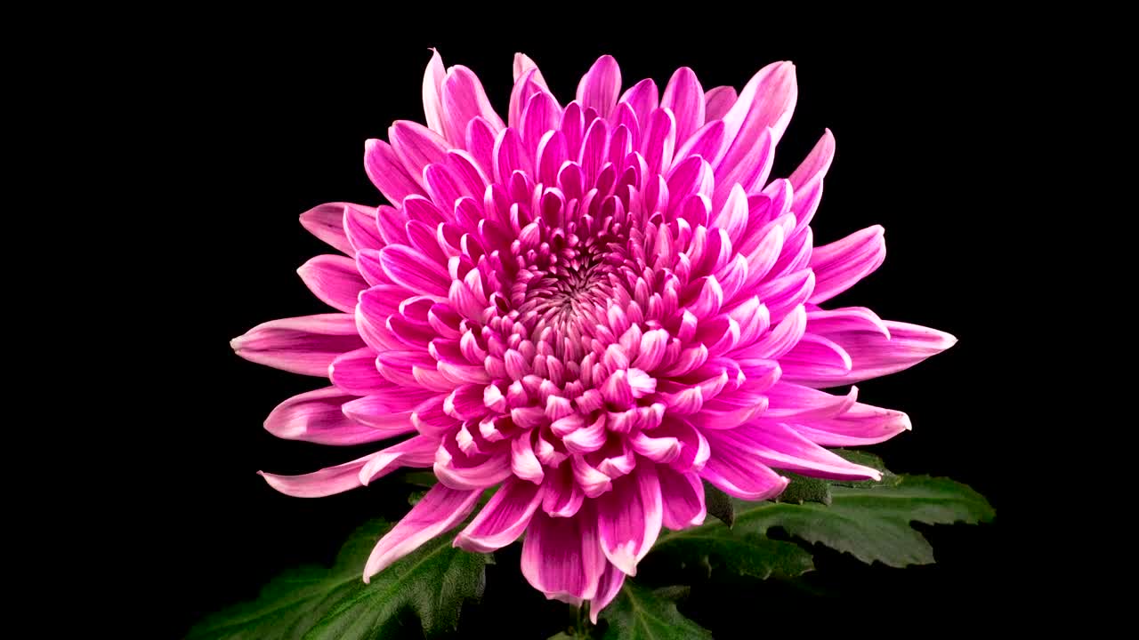Video Stock Pink Chrysanthemum Flower Opening Live Wallpaper Free