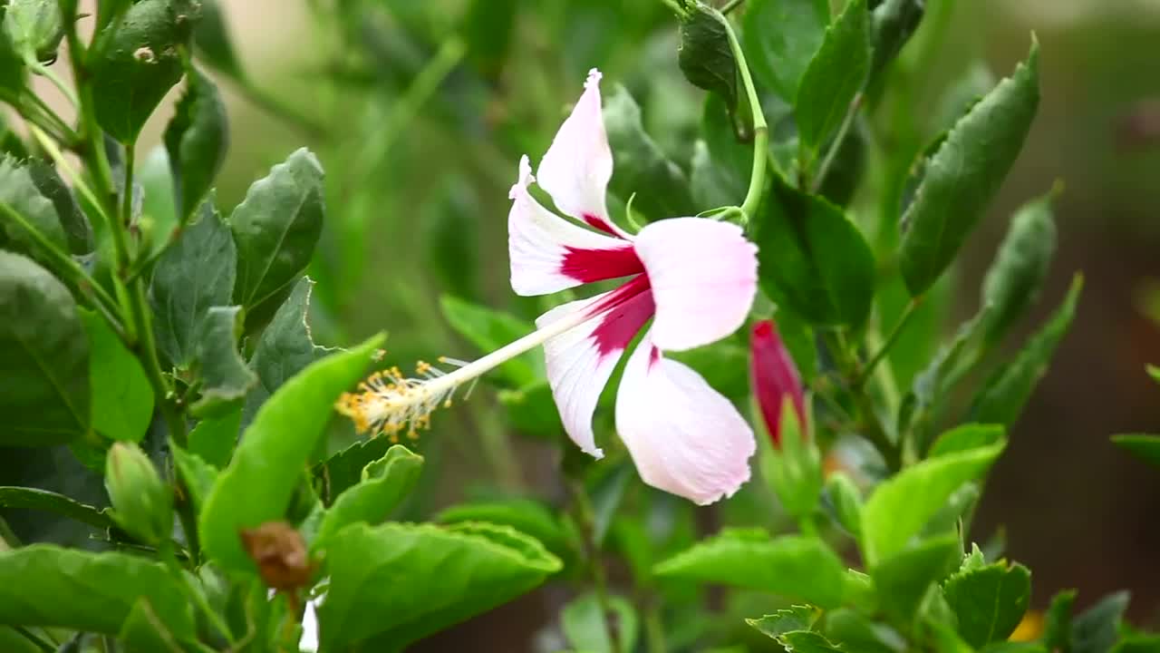 Video Stock Pink Colored Flower In The Garden Live Wallpaper Free