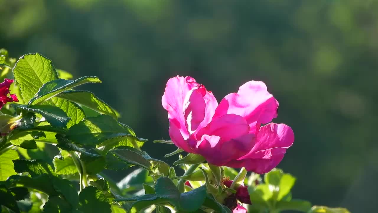 Video Stock Pink Flower Blooming Live Wallpaper Free