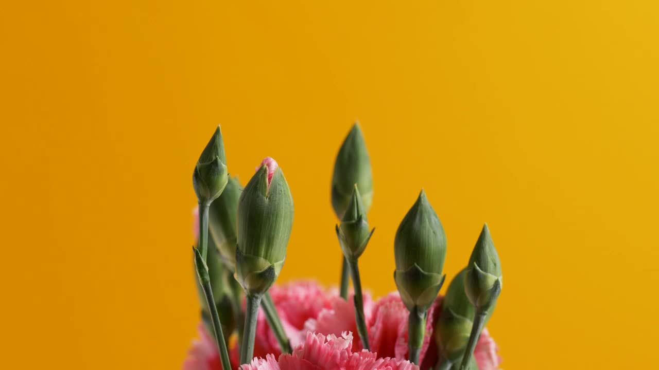 Video Stock Pink Flower Buds Live Wallpaper Free