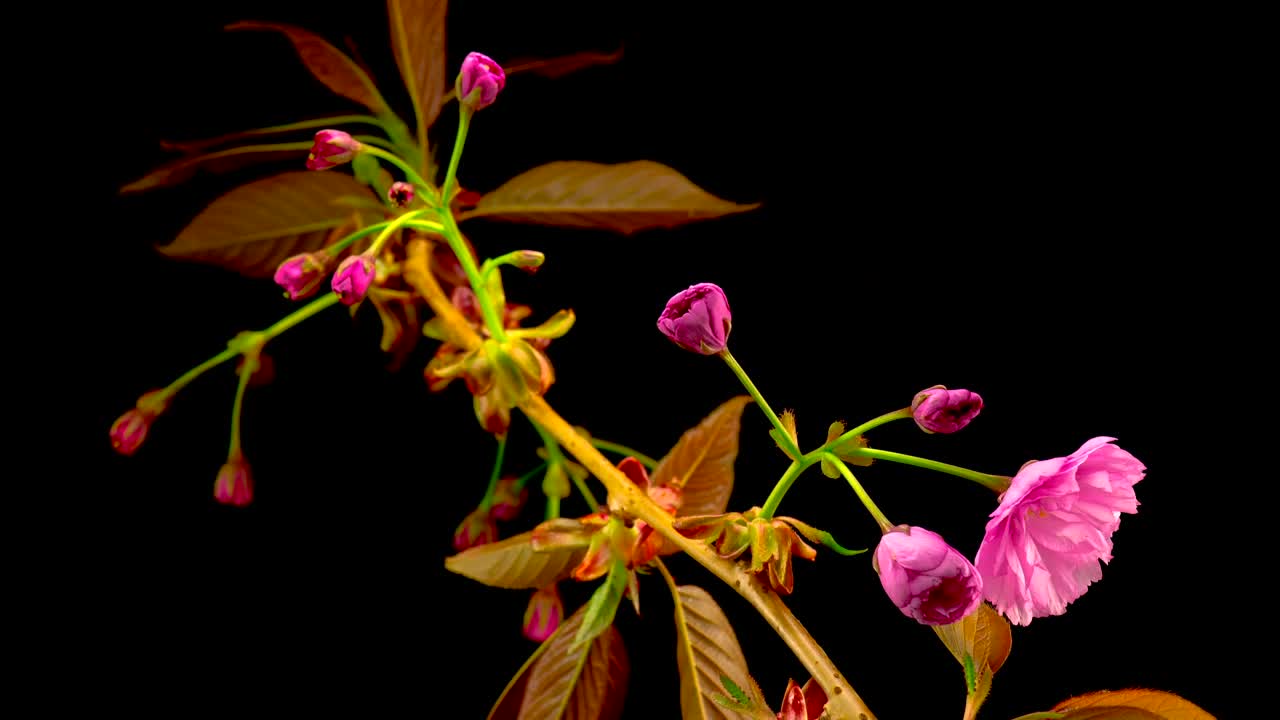 Video Stock Pink Flower Opening Live Wallpaper Free