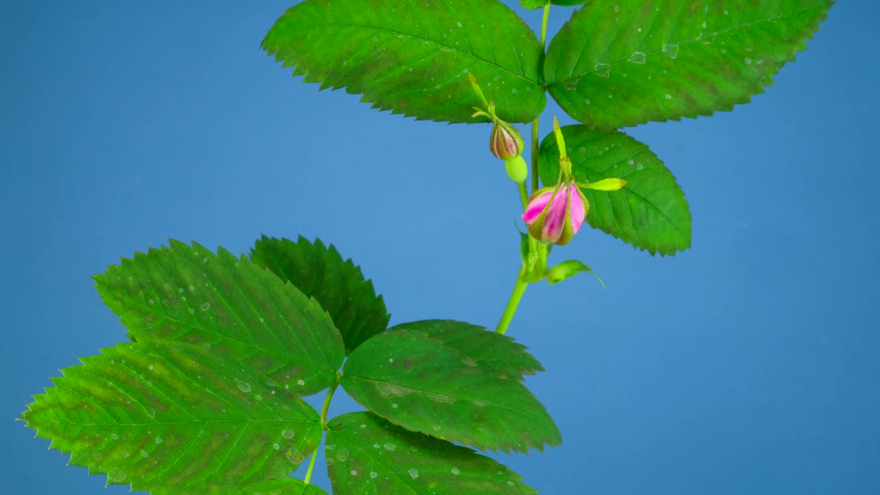 Video Stock Pink Flower Moving And Opening Live Wallpaper Free