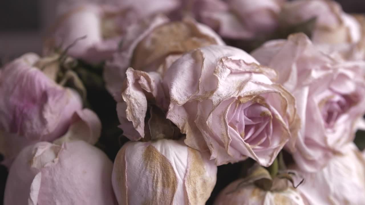 Video Stock Pink Flowers About To Fade Live Wallpaper Free
