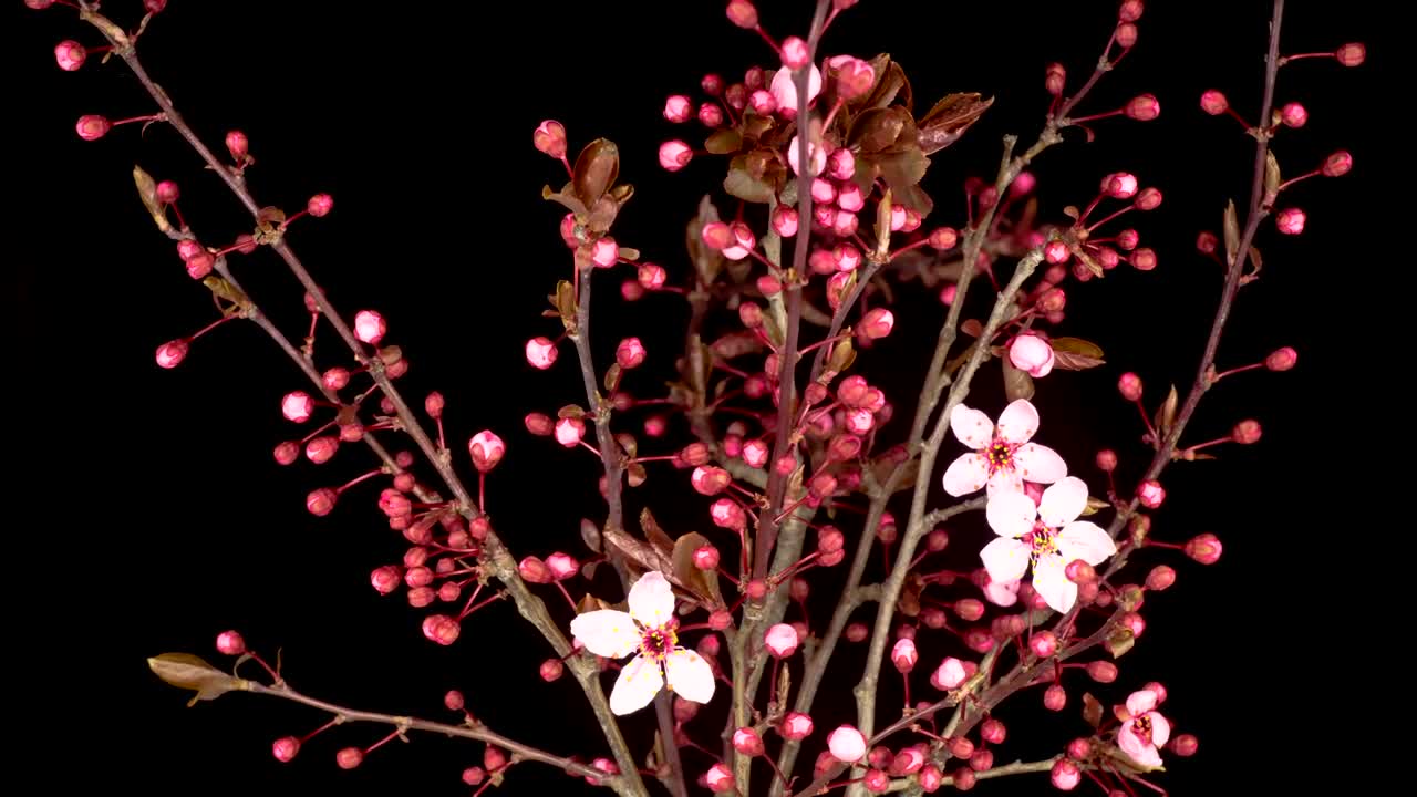 Video Stock Pink Flower Opening On A Cherry Tree Live Wallpaper Free