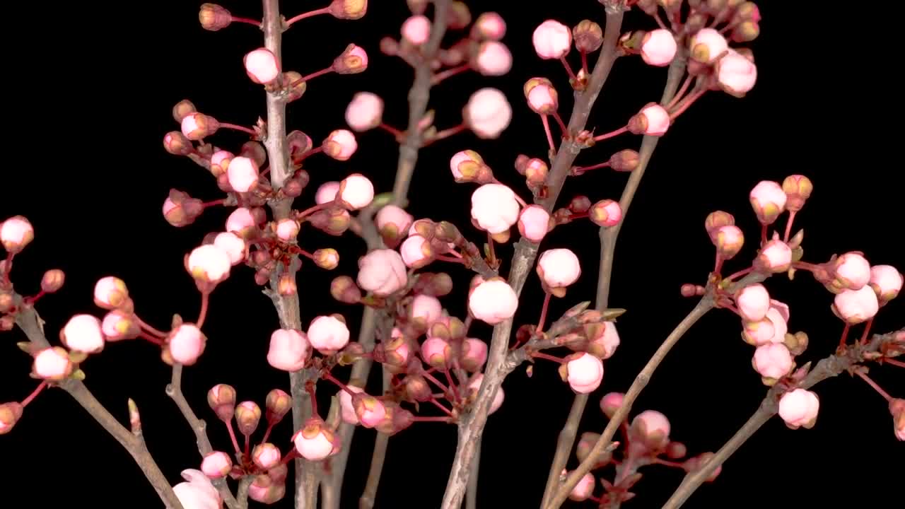 Video Stock Pink Flowers Blooming In A Cherry Tree Live Wallpaper Free