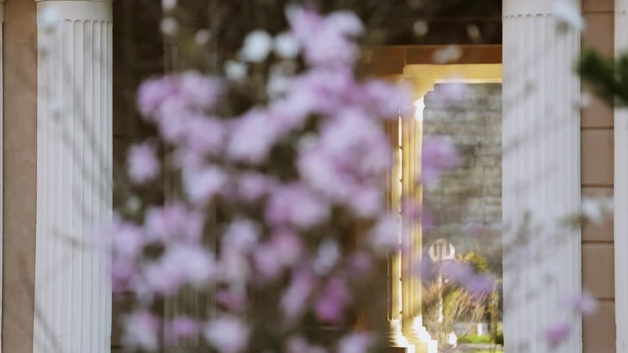 Video Stock Pink Flowers In A City Garden Live Wallpaper Free
