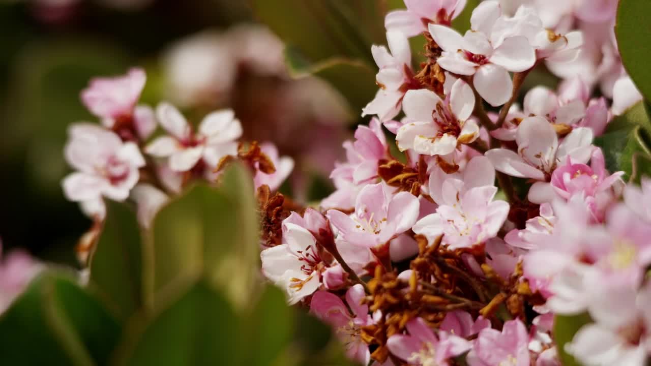 Video Stock Pink Flowers In A Garden Close Up Live Wallpaper Free