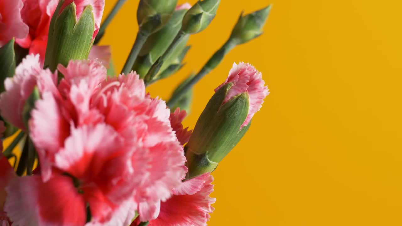 Video Stock Pink Flowers Live Wallpaper Free