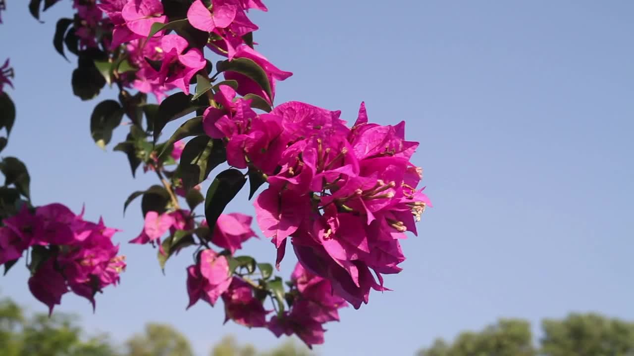 Video Stock Pink Flowers Moving In The Breeze Live Wallpaper Free