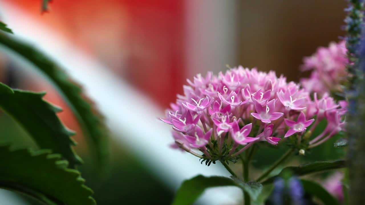 Video Stock Pink Flowers On A Stem Next To A Fountain Live Wallpaper Free