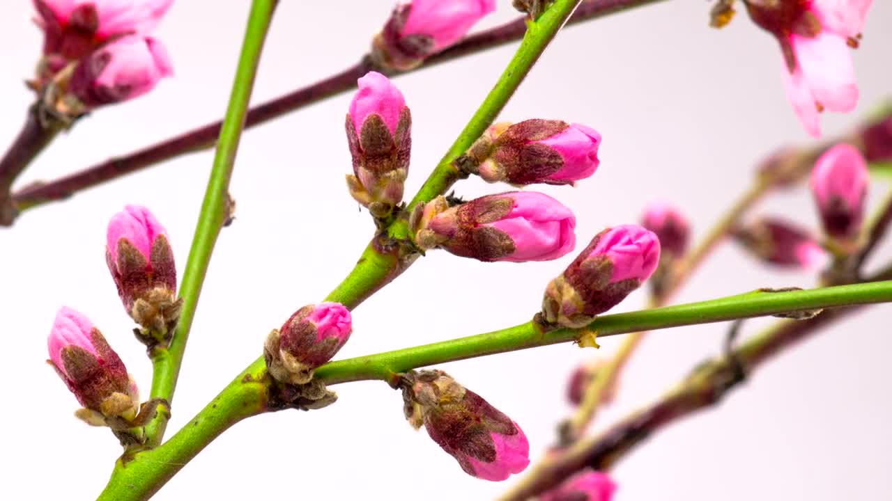 Video Stock Pink Flowers Opening On Green Branches Live Wallpaper Free
