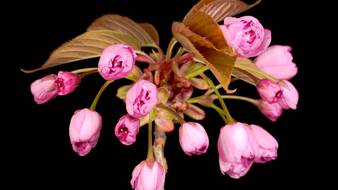 Video Stock Pink Flowers Opening Their Petals At The Same Time Live Wallpaper Free