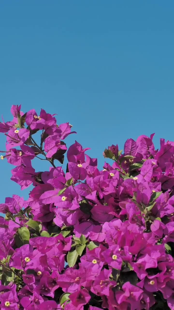 Video Stock Pink Flowers Wave In The Breeze Live Wallpaper Free