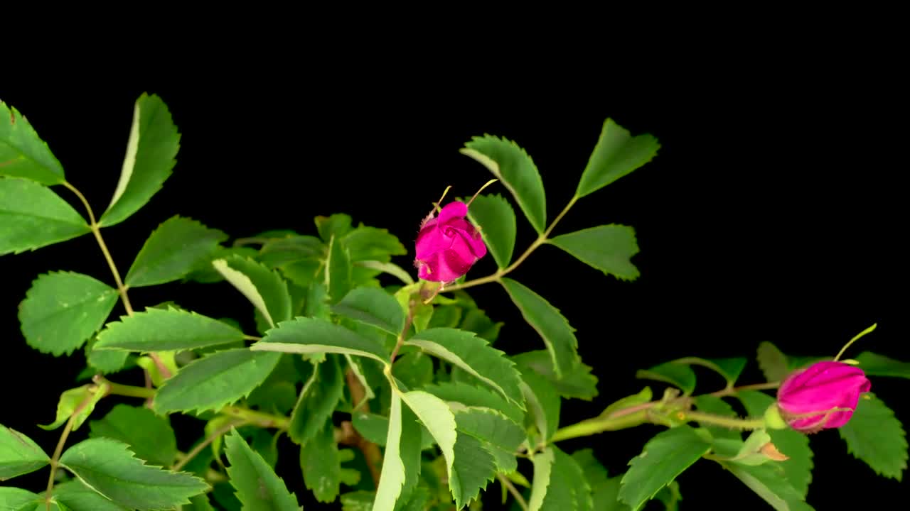 Video Stock Pink Flowers Opening Their Petals On A Black Background Live Wallpaper Free
