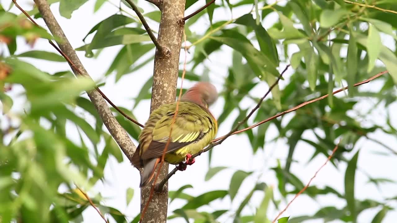Video Stock Pink Pigeon Cleaning Their Feathers Live Wallpaper Free