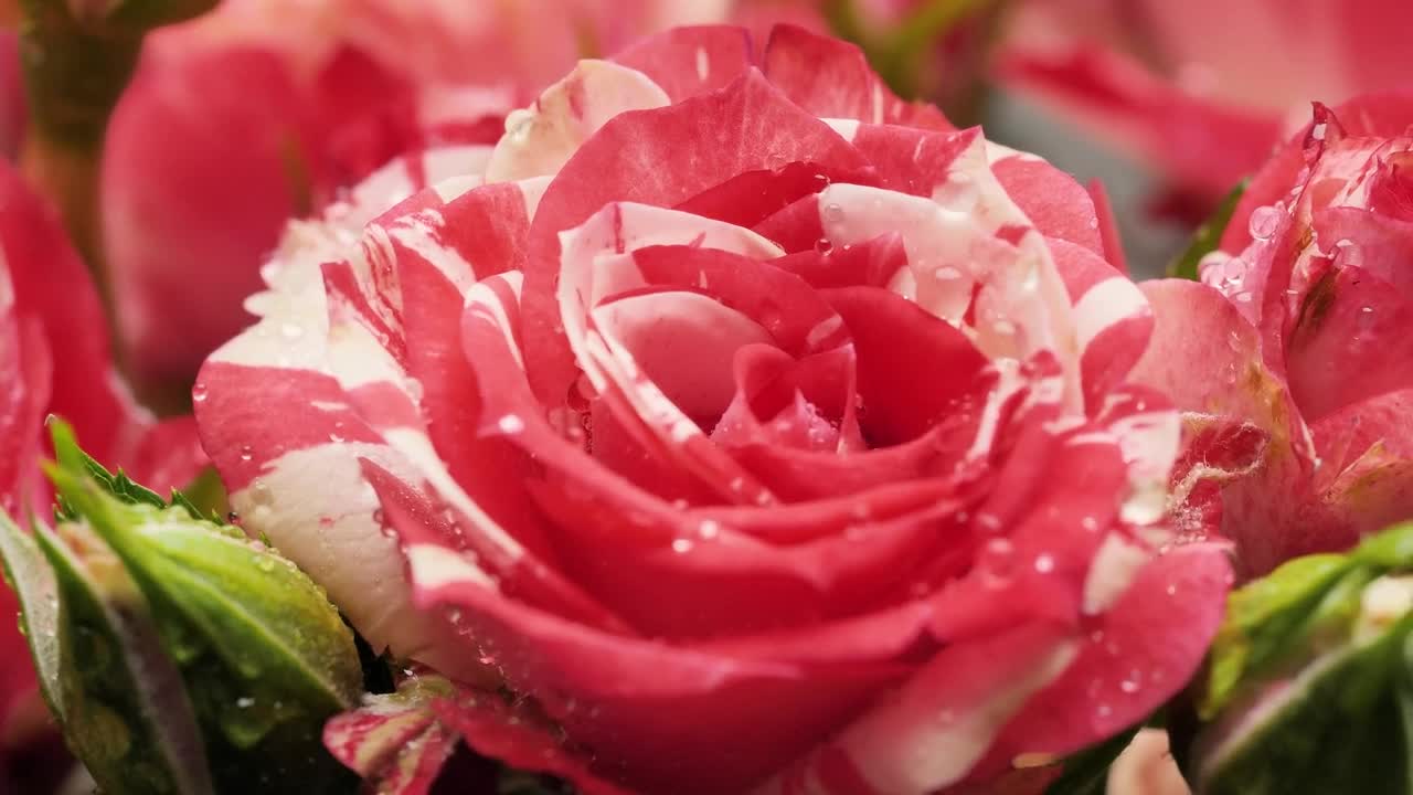 Video Stock Pink Rose With Water Drops On The Petals Live Wallpaper Free