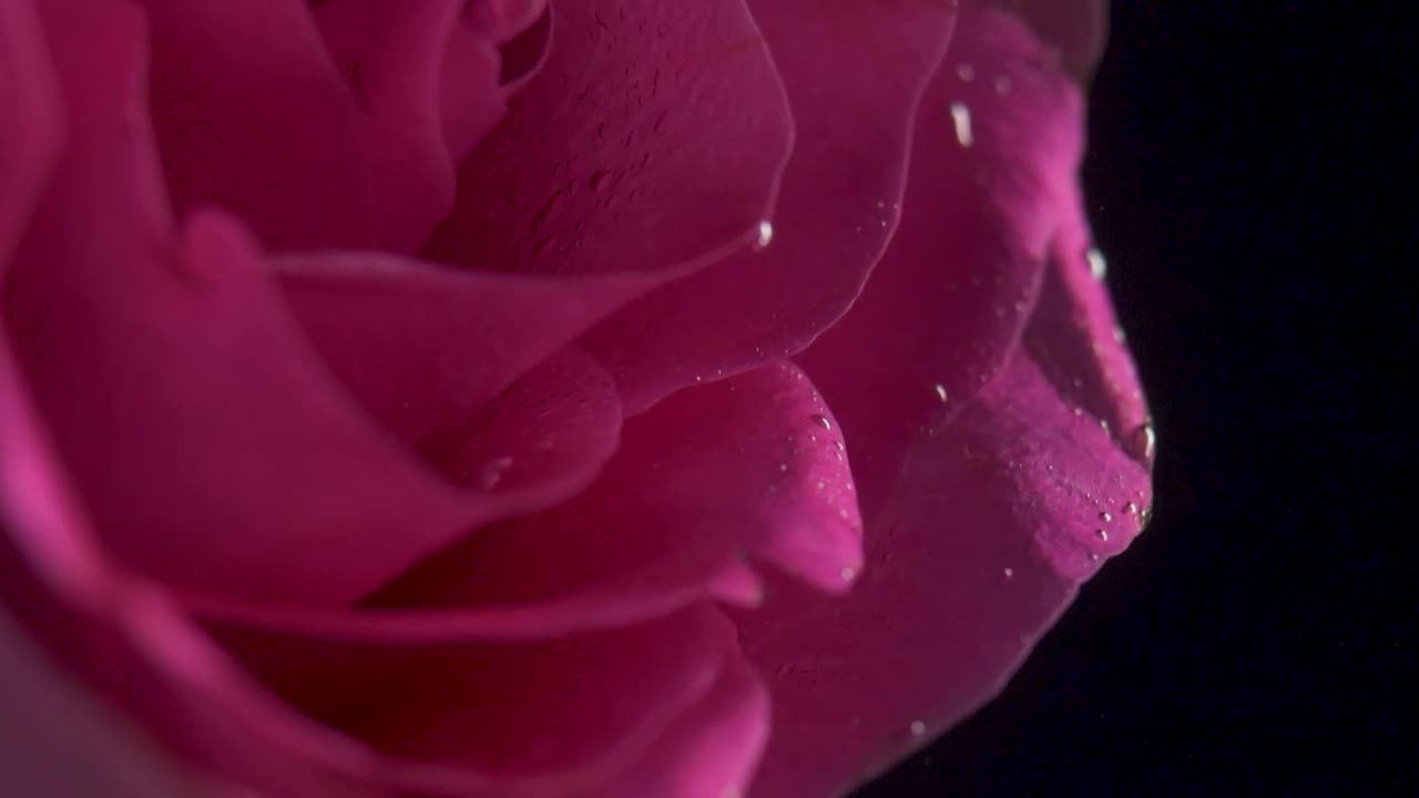 Video Stock Pink Rose Underwater Live Wallpaper Free