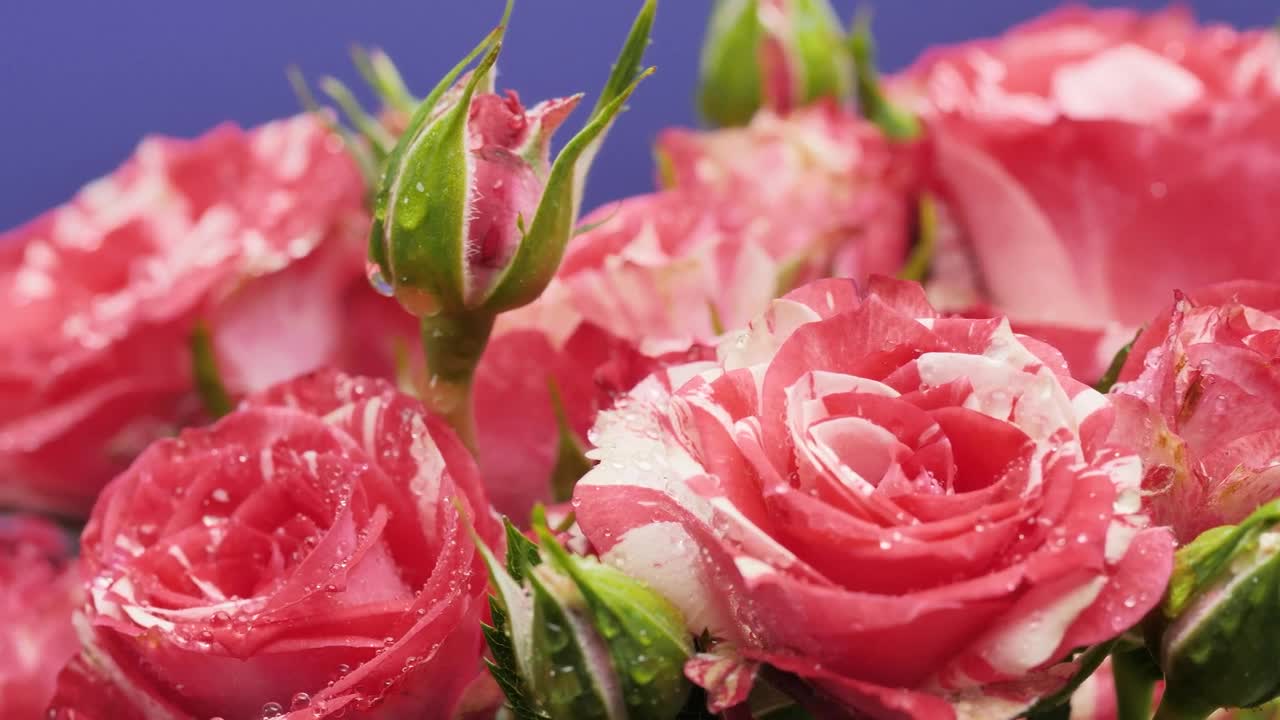 Video Stock Pink Roses On A Purple Background Live Wallpaper Free