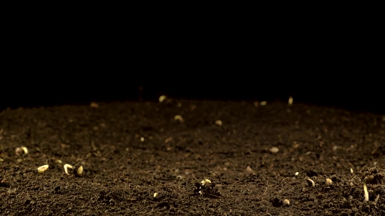 Video Stock Plant Growing In A Black Background Live Wallpaper Free