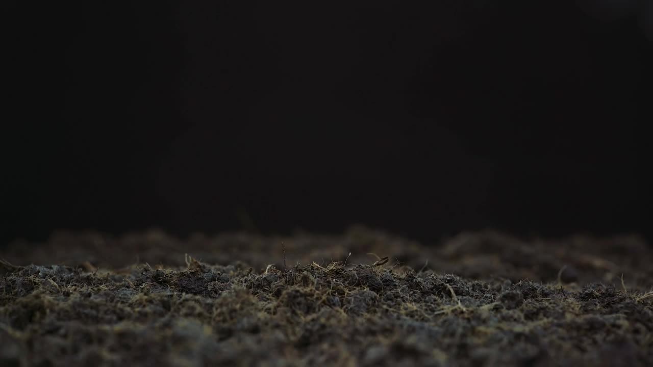 Video Stock Plant Growing In The Ground Live Wallpaper Free