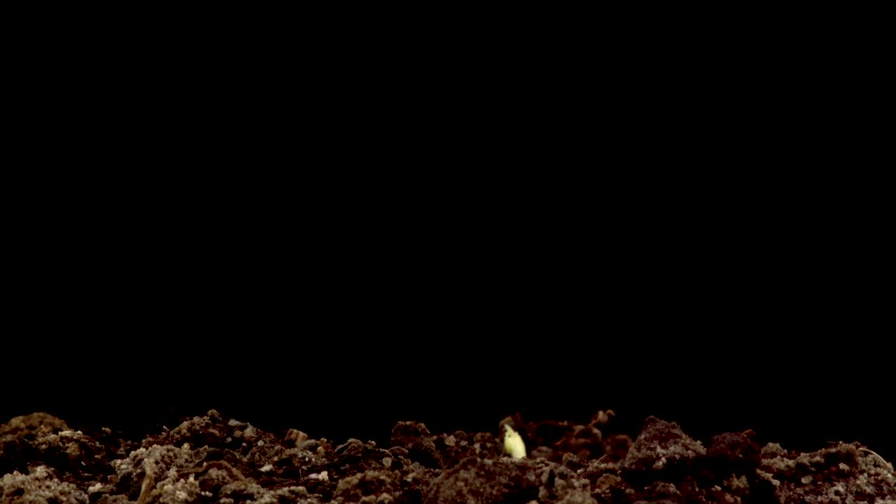 Video Stock Plant Growing On A Black Background Live Wallpaper Free