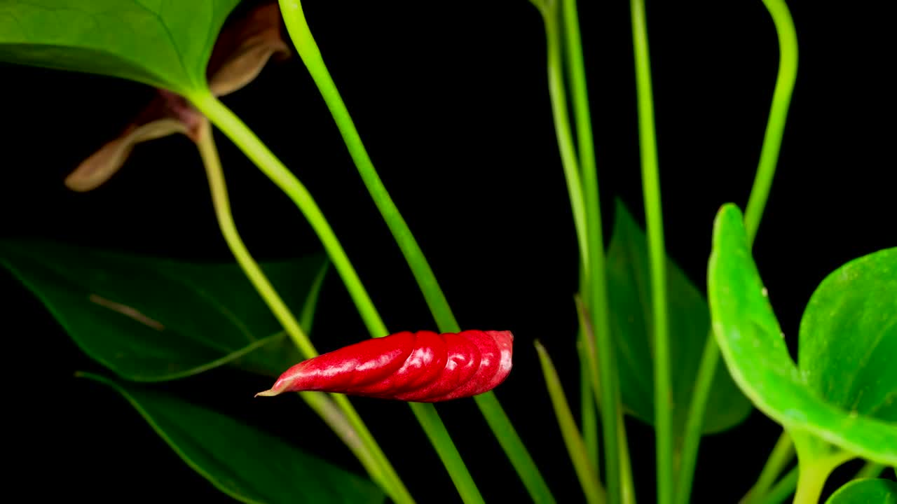 Video Stock Plant On A Black Background With A Red Flower Live Wallpaper Free