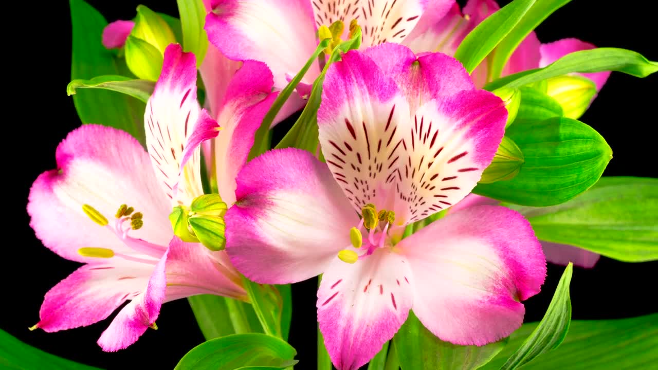Video Stock Plant With Pink Flowers On A Black Background Live Wallpaper Free