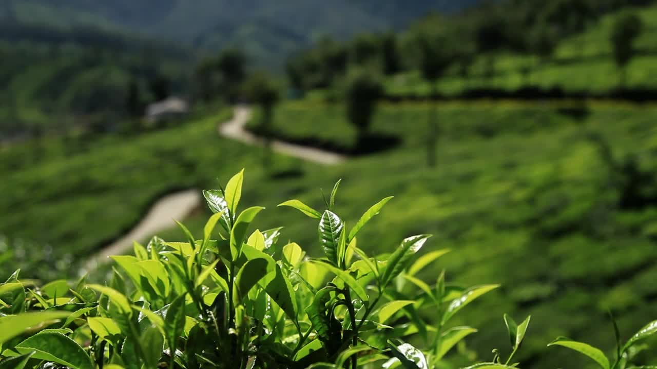 Video Stock Plantation On The Side Of A Hill Live Wallpaper Free