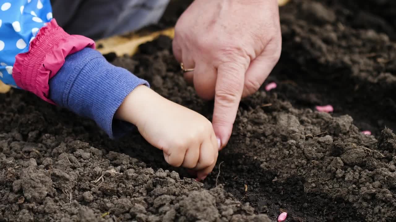 Video Stock Planting Seeds Close Up Live Wallpaper Free