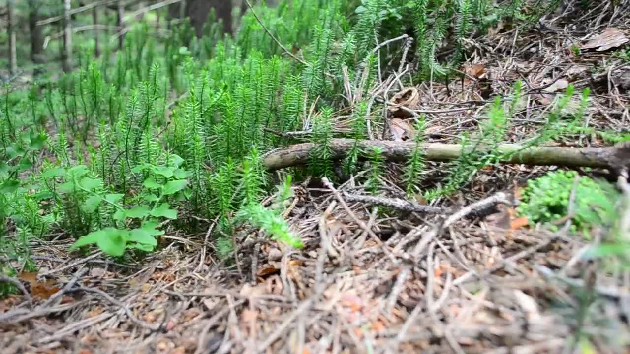 Video Stock Plants Growing Across A Forest Clearing Live Wallpaper Free