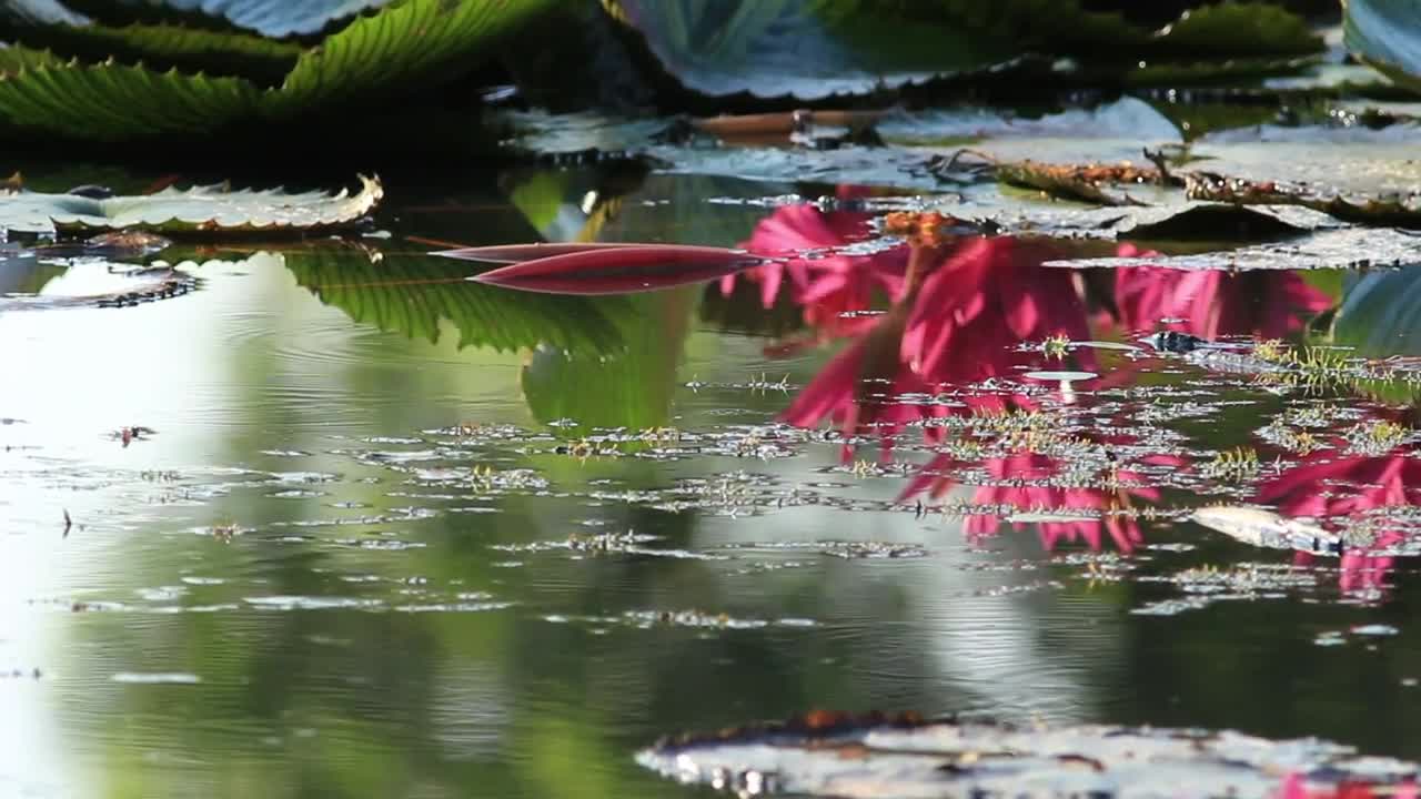 Video Stock Plants Across A Still Pond Live Wallpaper Free
