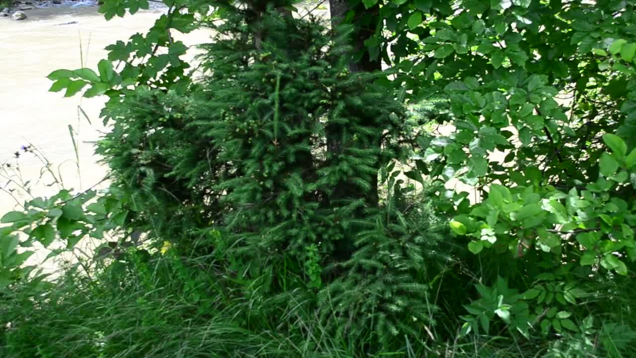 Video Stock Plants Growing Along A River Live Wallpaper Free