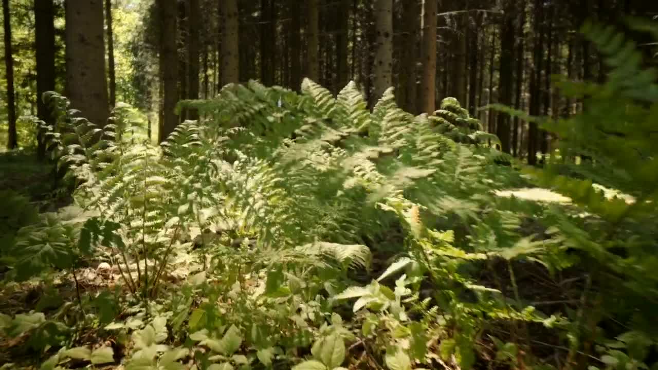 Video Stock Plants Growing In A Forest Live Wallpaper Free