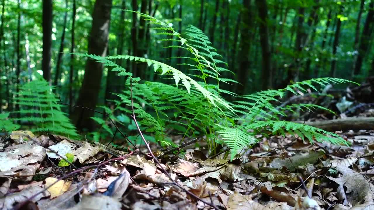 Video Stock Plants Growing From The Forest Floor Live Wallpaper Free