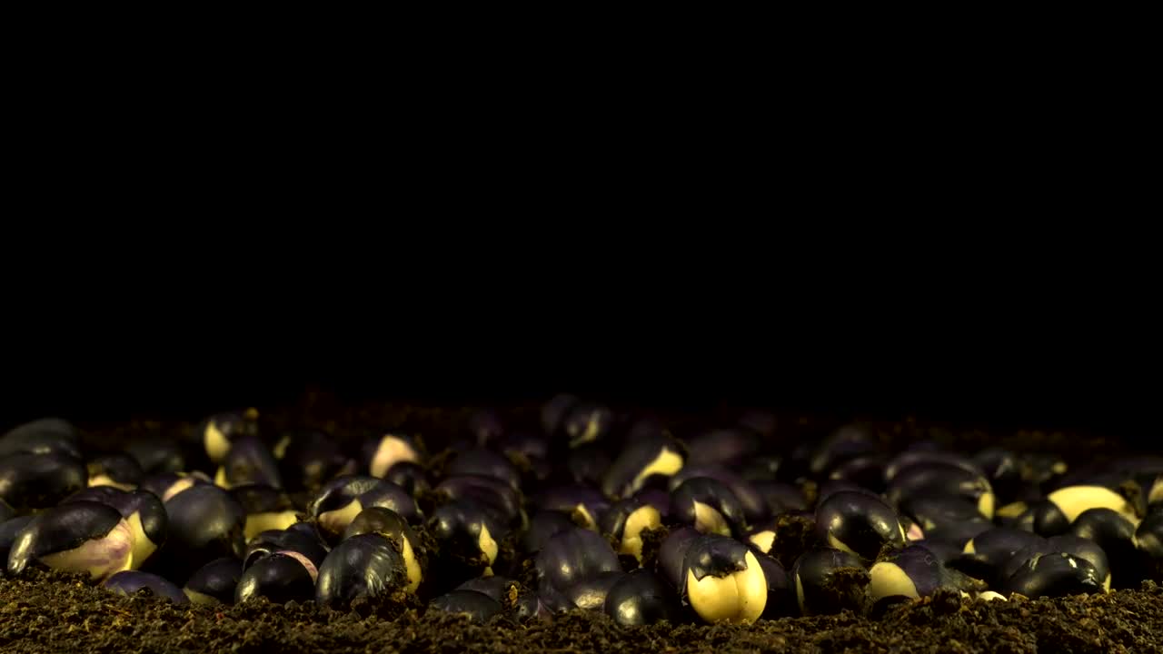 Video Stock Plants Growing In Fast Motion Live Wallpaper Free