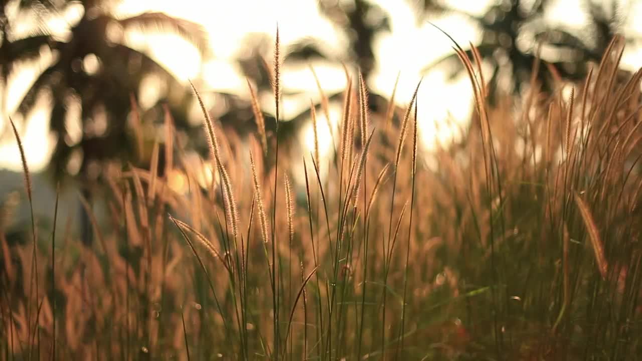 Video Stock Plants In A Field In Spring Shallow Focus Shot Live Wallpaper Free