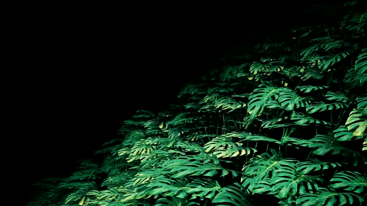 Video Stock Plants In The Dark Loop Video Live Wallpaper Free