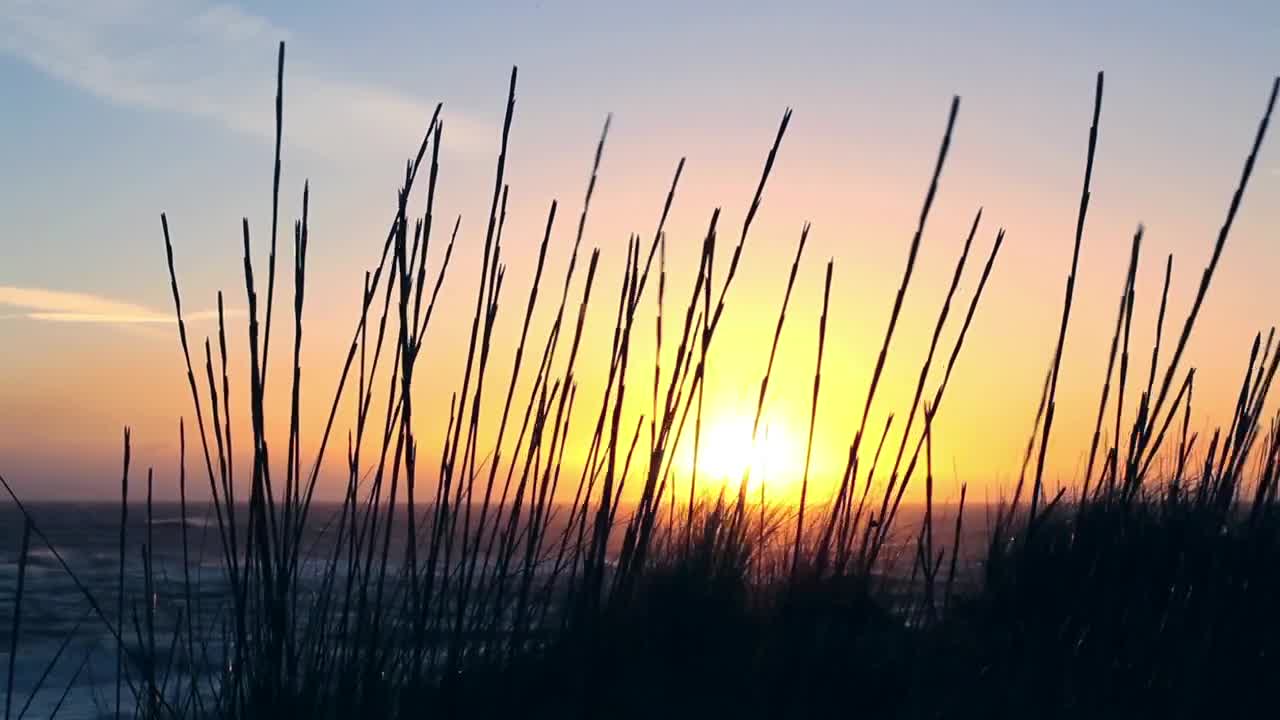 Video Stock Plants On The Seashore At Sunrise Live Wallpaper Free