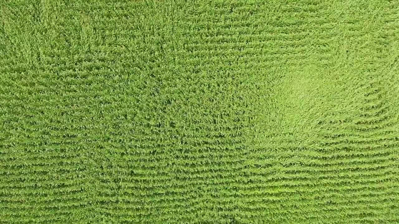 Video Stock Plants Rippling In The Wind Live Wallpaper Free