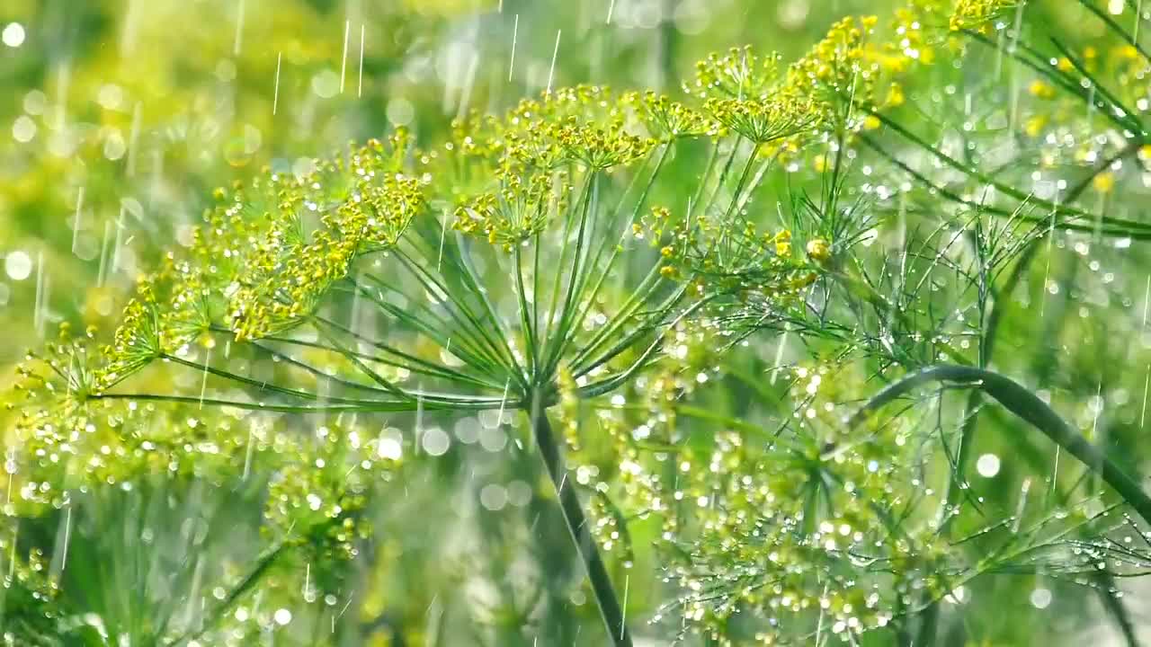 Video Stock Plants Under The Rain Live Wallpaper Free