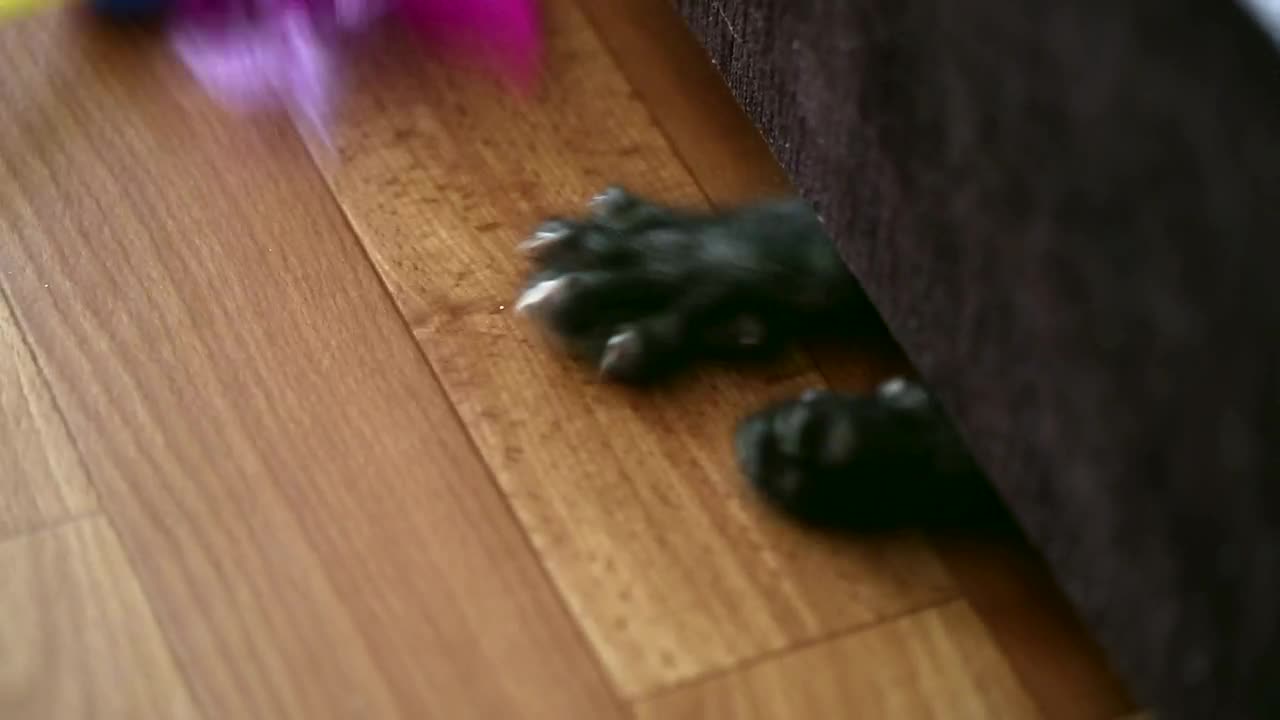 Video Stock Playful Kitten Under The Couch Live Wallpaper Free