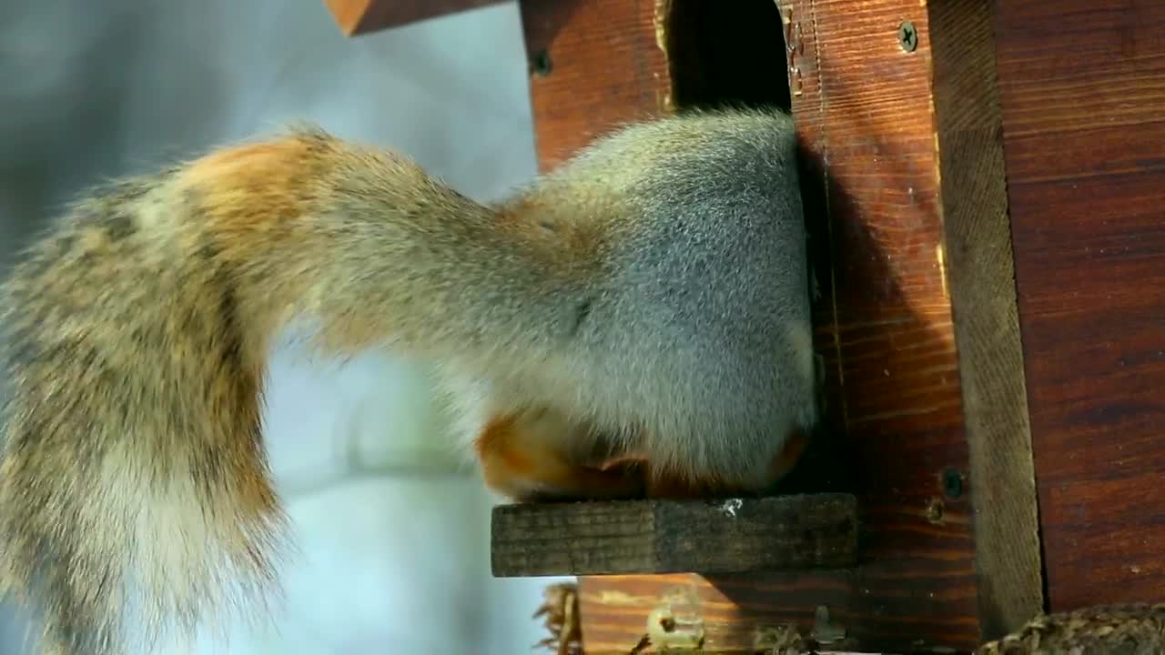 Video Stock Playful Squirrel Eating Live Wallpaper Free