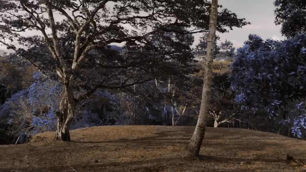 Video Stock Pocket Camera Over A Branch Of Jacarandas Tree At A Live Wallpaper Free