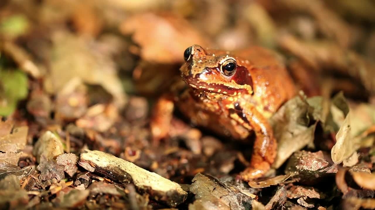 Video Stock Poison Frog Breathing Live Wallpaper Free