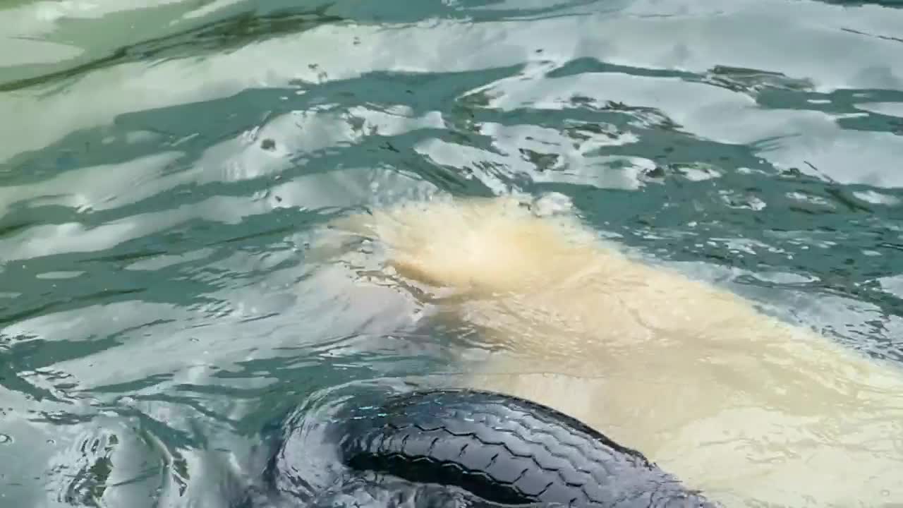 Video Stock Polar Bear At The Zoo Playing With A Tire Live Wallpaper Free