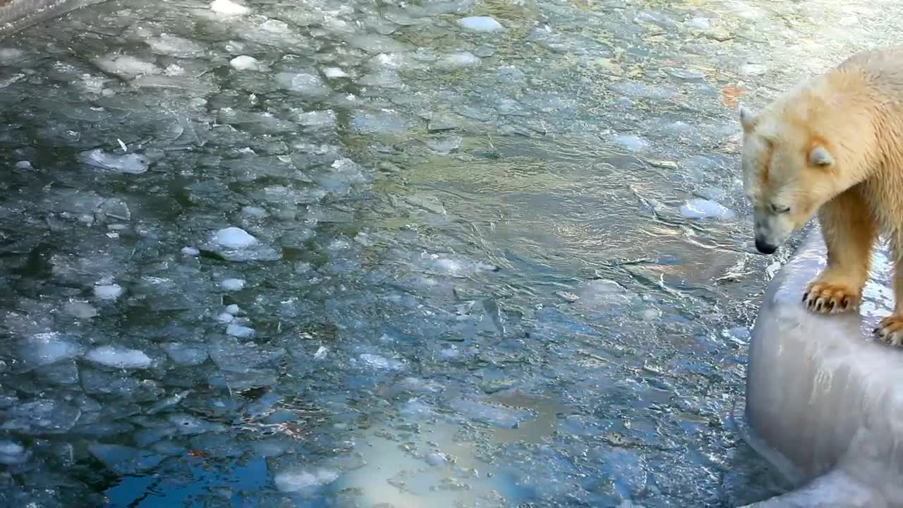 Video Stock Polar Bear Playing In The Ice Pool At The Zoo Live Wallpaper Free