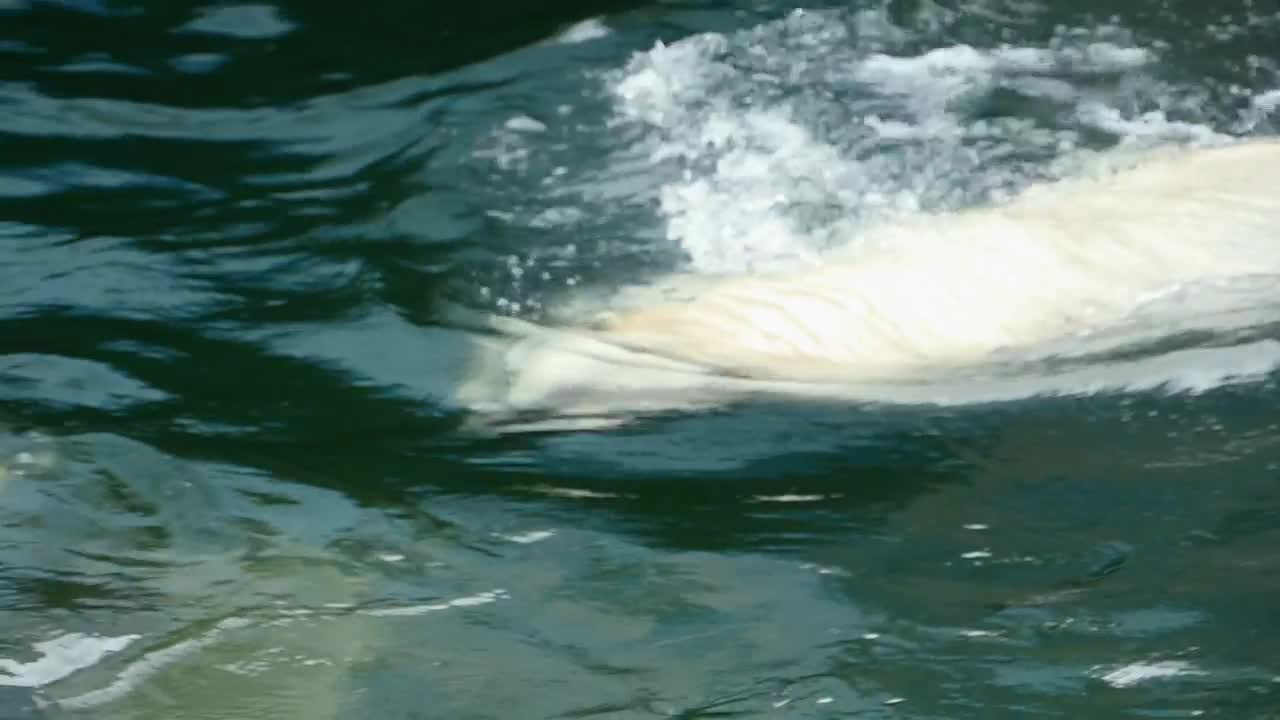 Video Stock Polar Bear Swimming In Cold Water Live Wallpaper Free