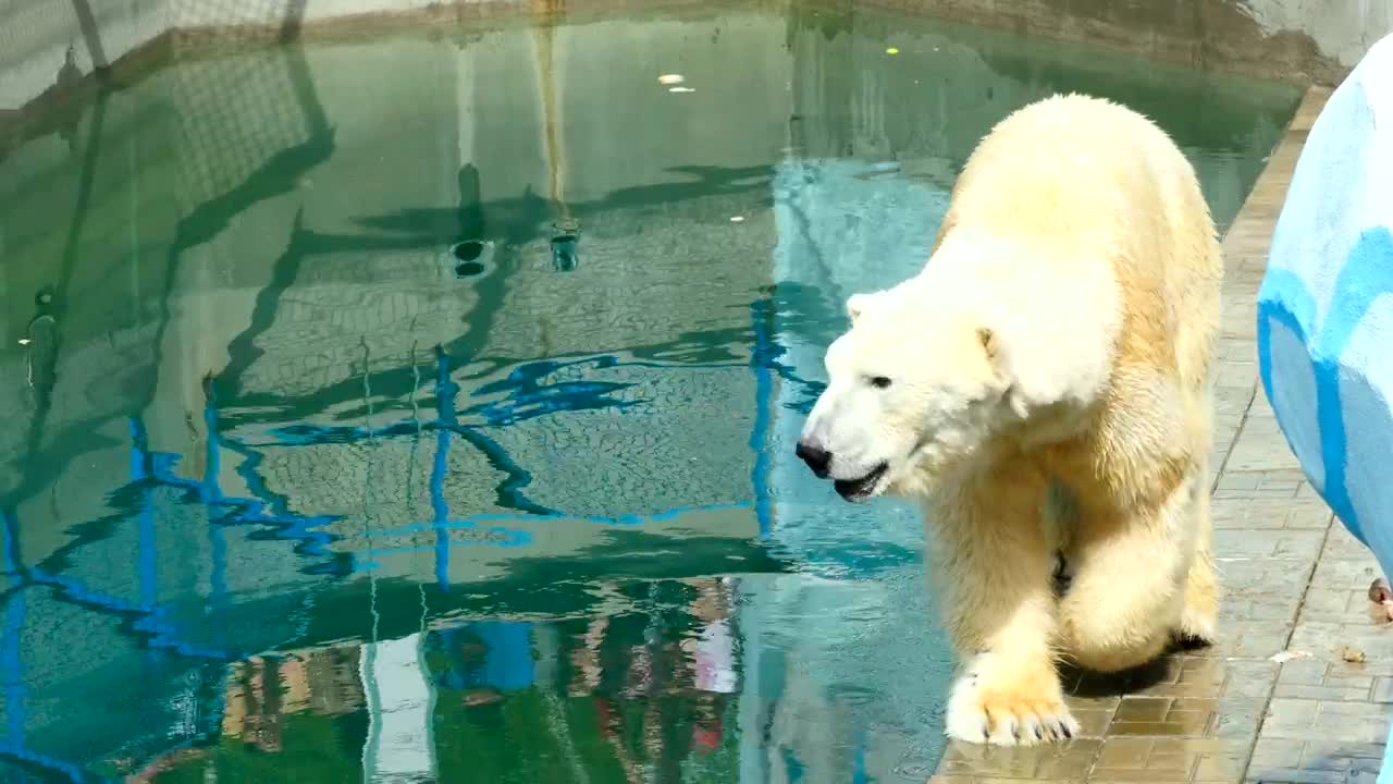Video Stock Polar Bear Walking At The Zoo Live Wallpaper Free