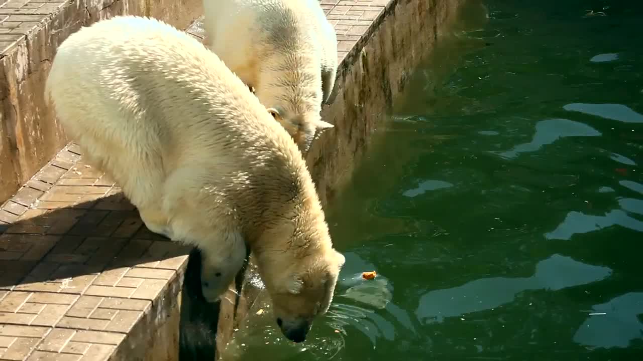 Video Stock Polar Bears Eating In The Zoo Live Wallpaper Free
