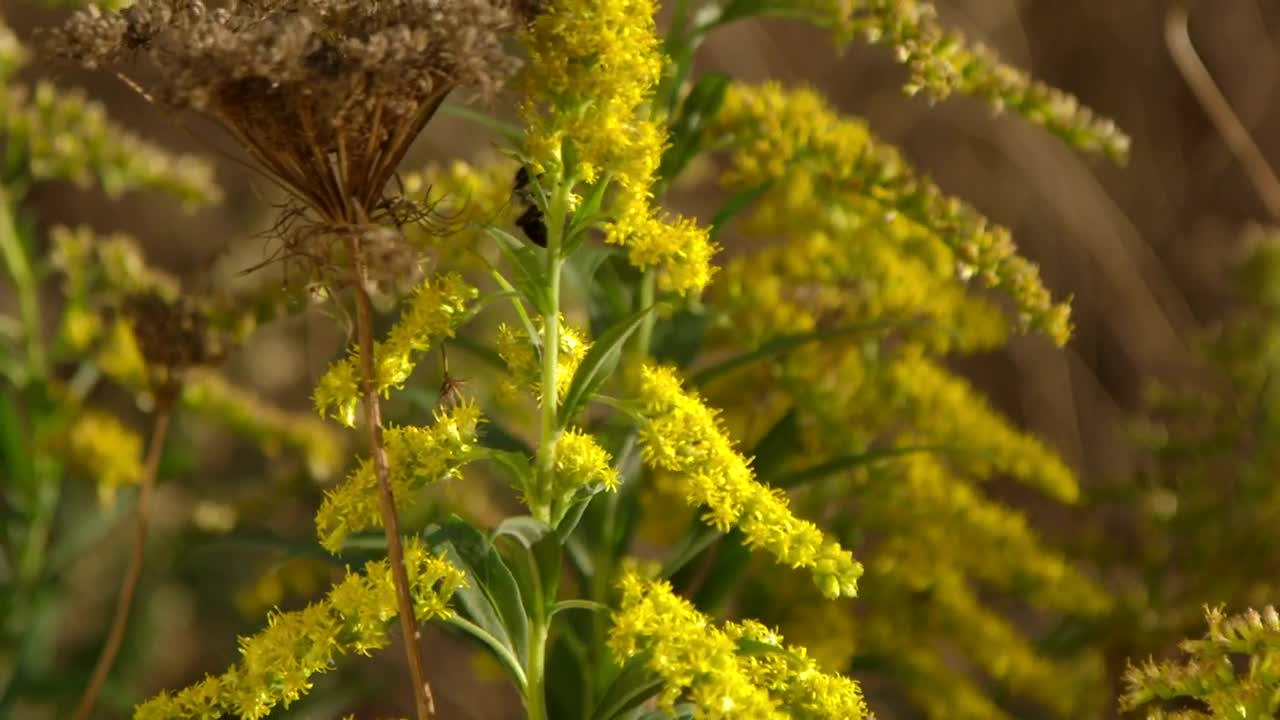 Video Stock Pollinating Wild Plants Live Wallpaper Free